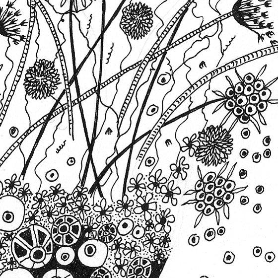 Falling Seeds, a print by Fiona Willis