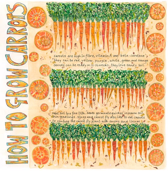 How to grow carrots